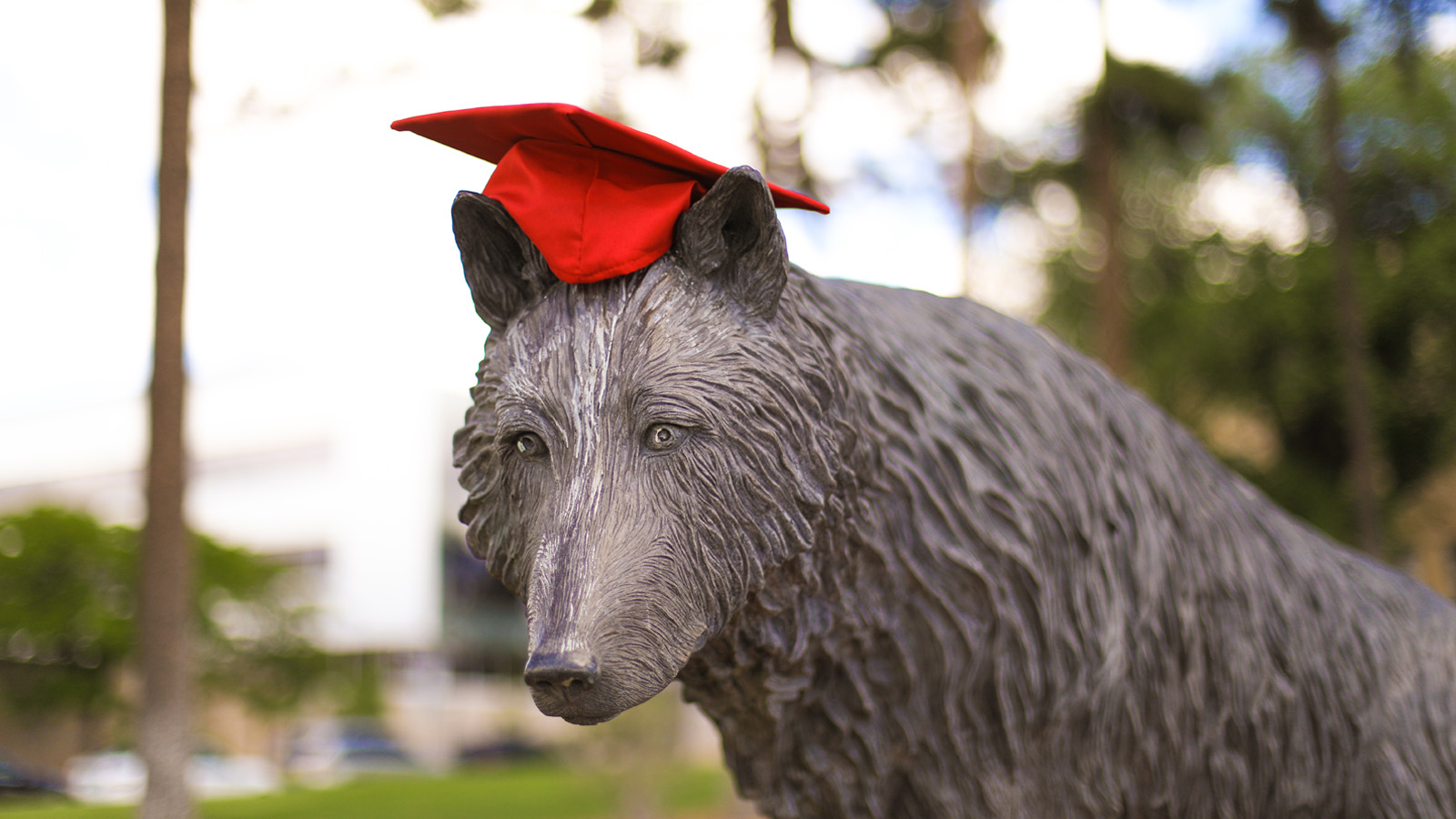a lobo statue with a graduation cap