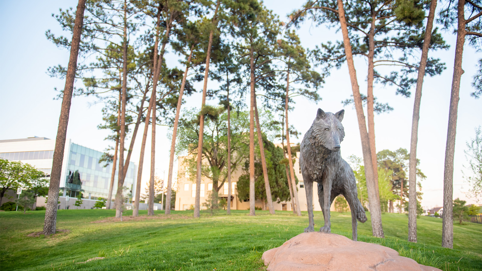 a lobo statue on campus