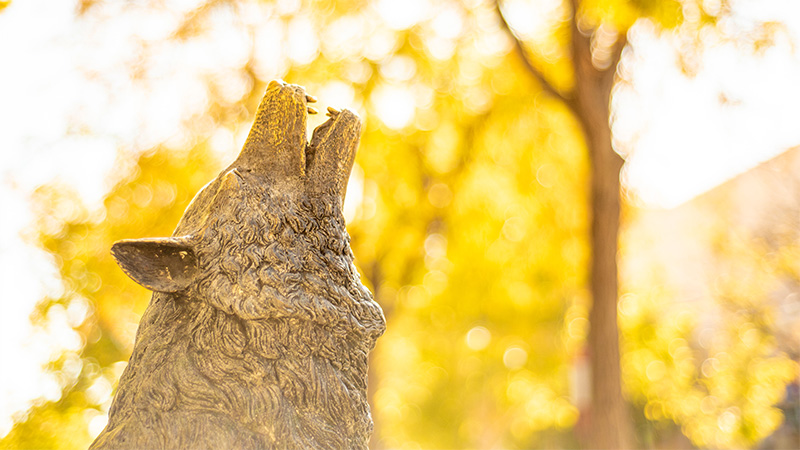 A lobo statue on campus howling or calling ( for applications :) )